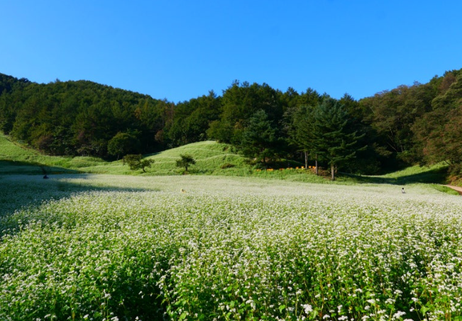 추정리메밀밭1