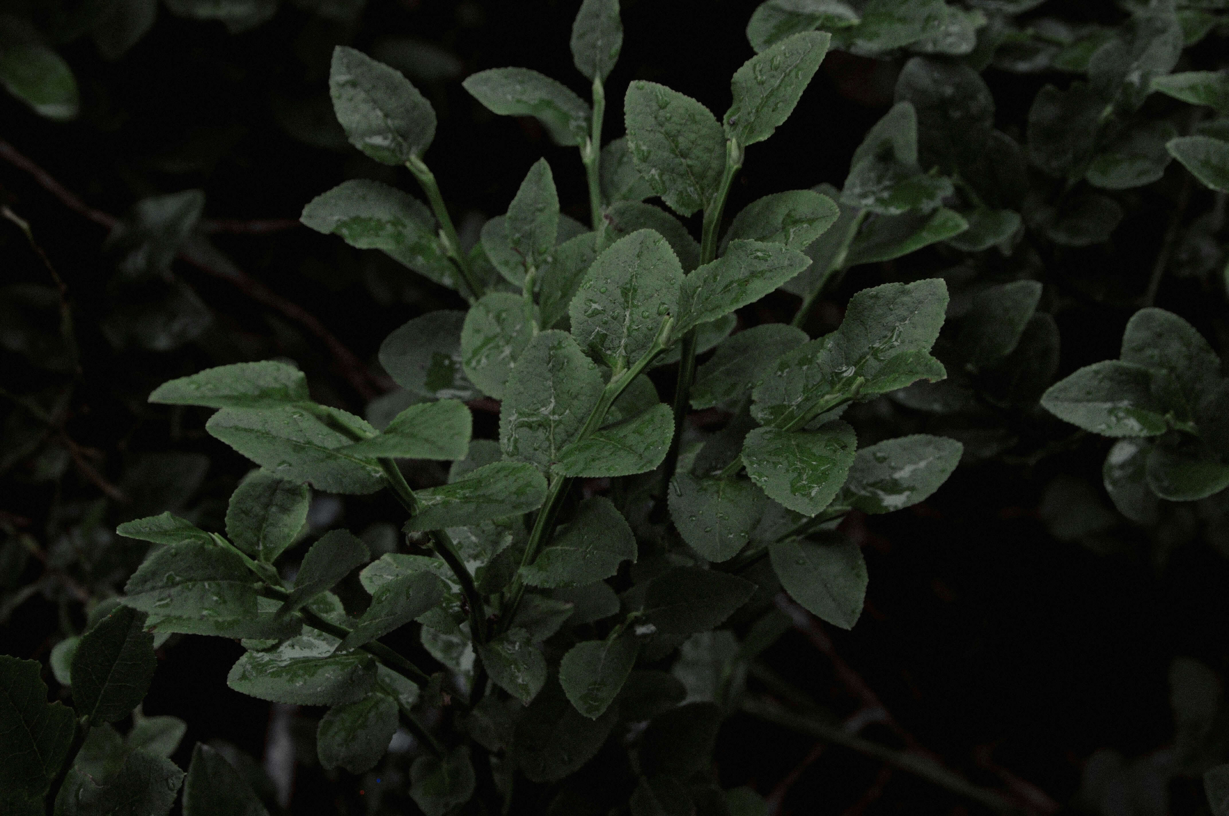 스킨답서스 효능