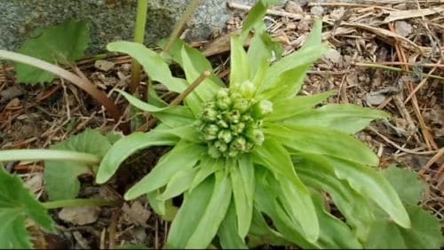 머위-머구-재배-꽃-피는시기-개화시기-재배지-선정기준