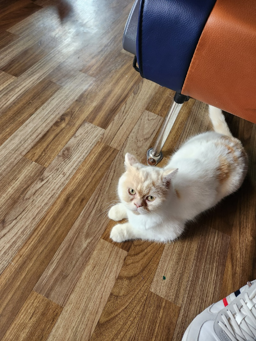 고양이역보호소-실내