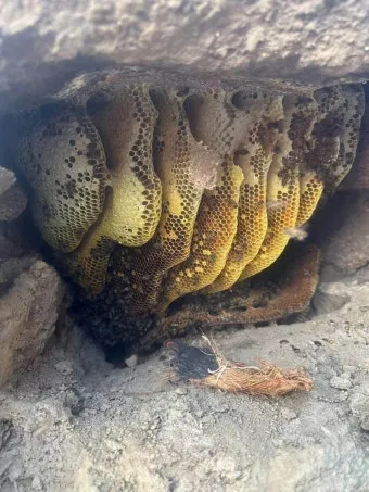 석청꿀 효능 7가지 보관방법 섭취 시 주의사항에 대해서 알아보기_11