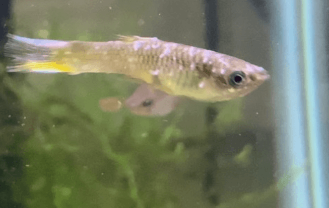 구피 질병 증상(백점병&amp;#44; 마우스펑기&amp;#44; 솔방울병 등)