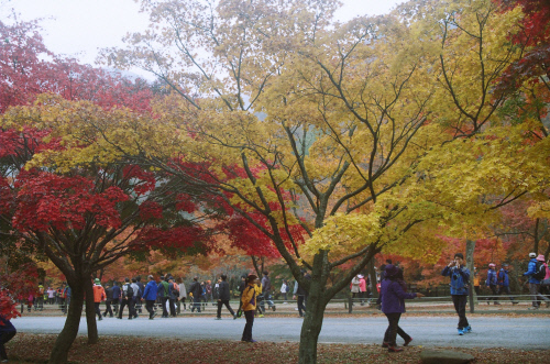 2024 내장산 단풍축제