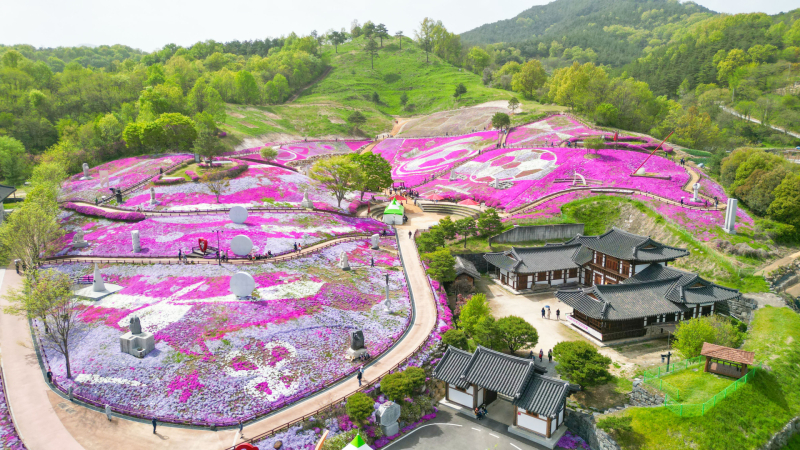[4월~ 5월 축제]산청 꽃잔디 축제 &amp; 철쭉❘꽃잔디, 철쭉 개화 상황, 생초국제조각공원의 모습
