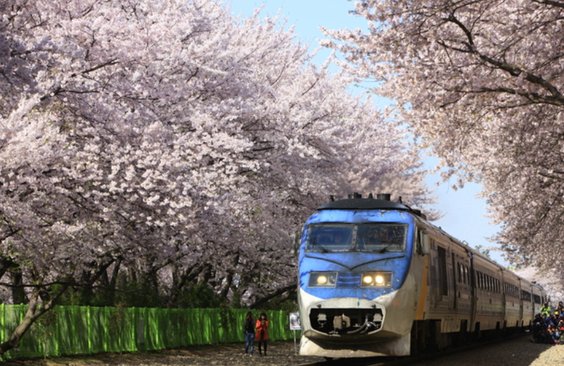 군함제-경화역-벚꽃길-기차