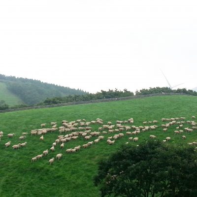 대관령 양떼목장