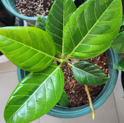 뱅갈고무나무 삽목