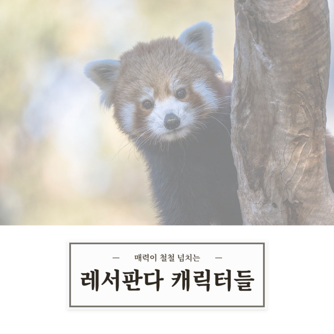 레서판다 컨텐츠 썸네일