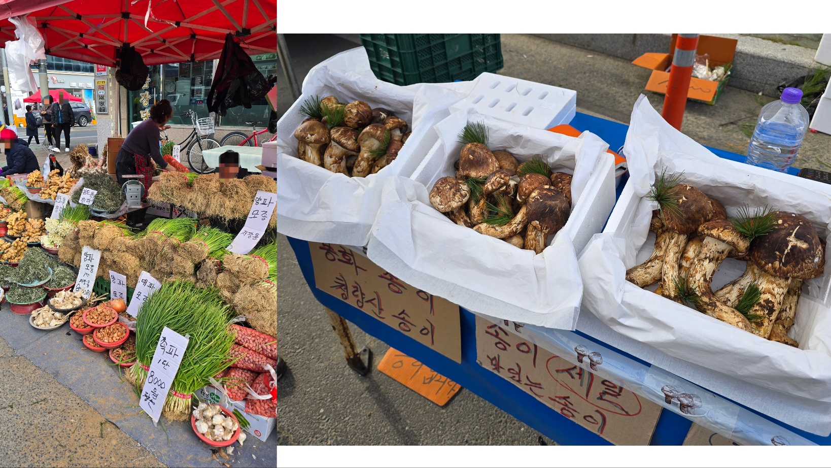 경주 안강시장 송이버섯 먹거리