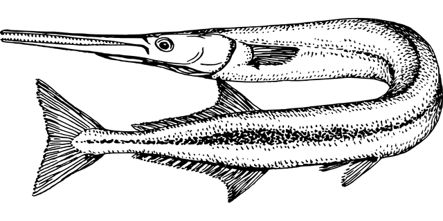 어류3