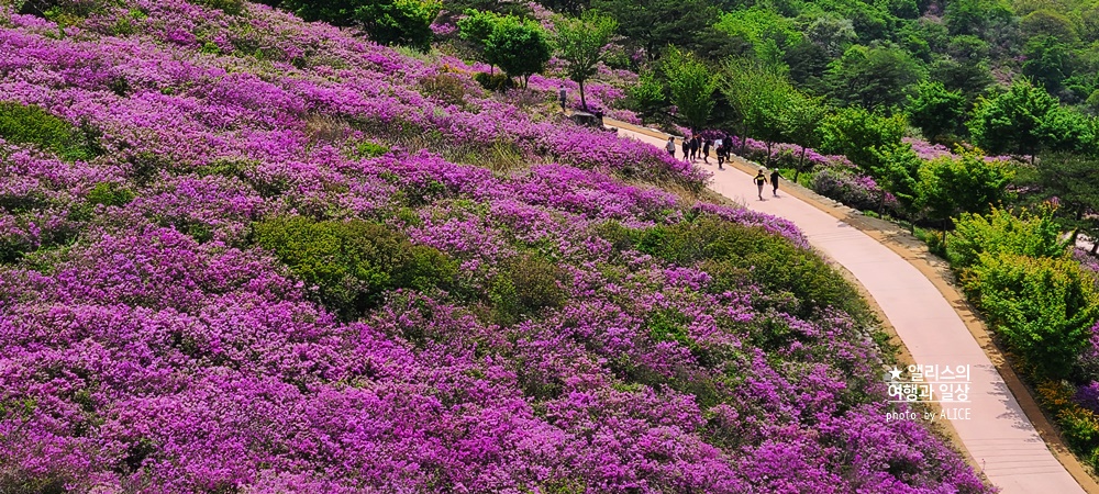 황매산 철쭉 개화시기, 셔틀버스, 산청 합천 5월 가볼만한곳