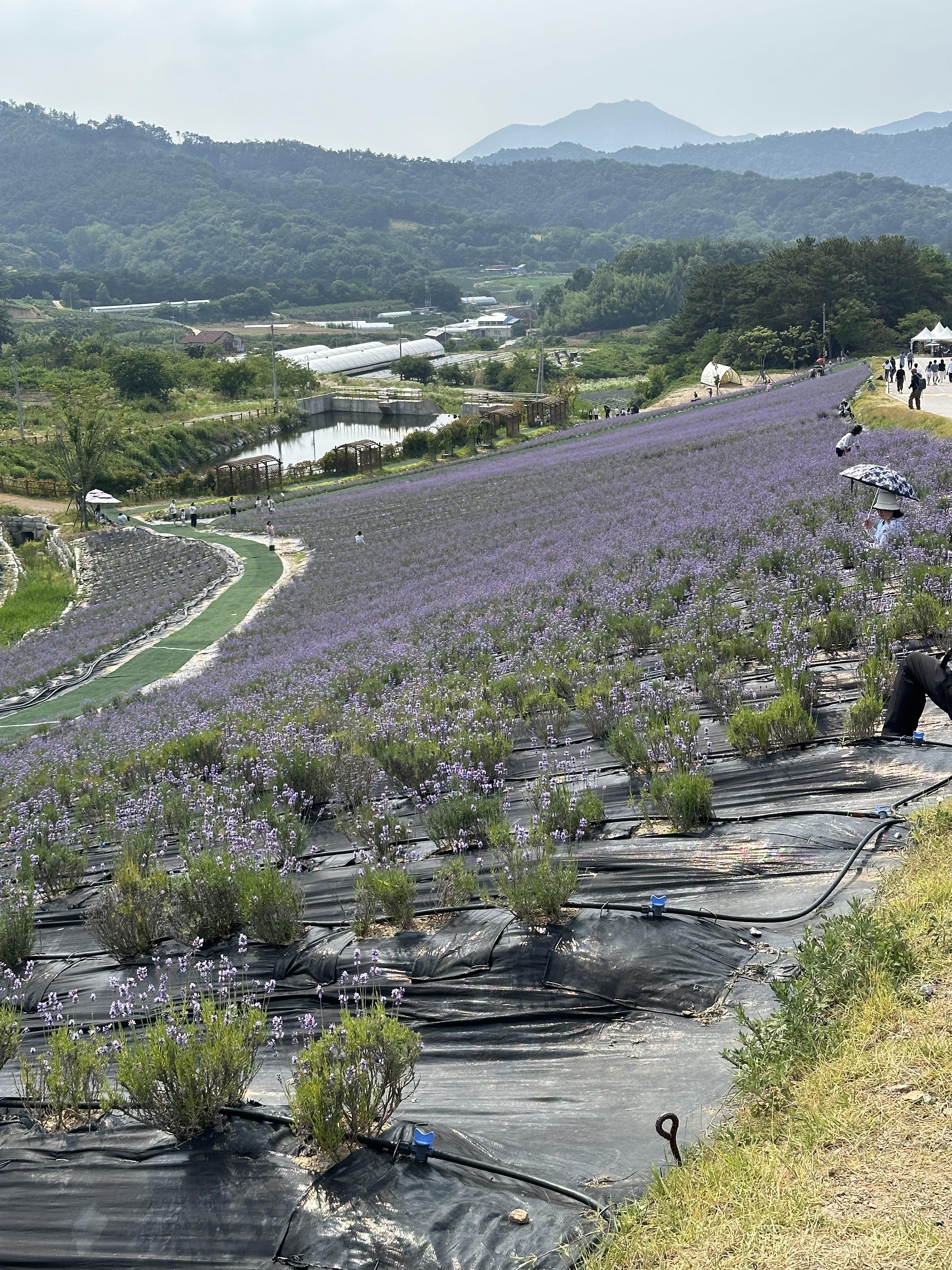 2024 정읍 허브원 라벤더 축제 