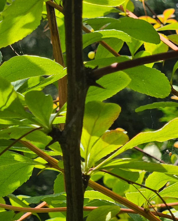 매자나무 가시2