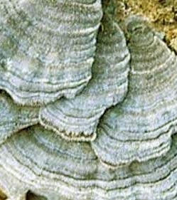 운지버섯의 종류