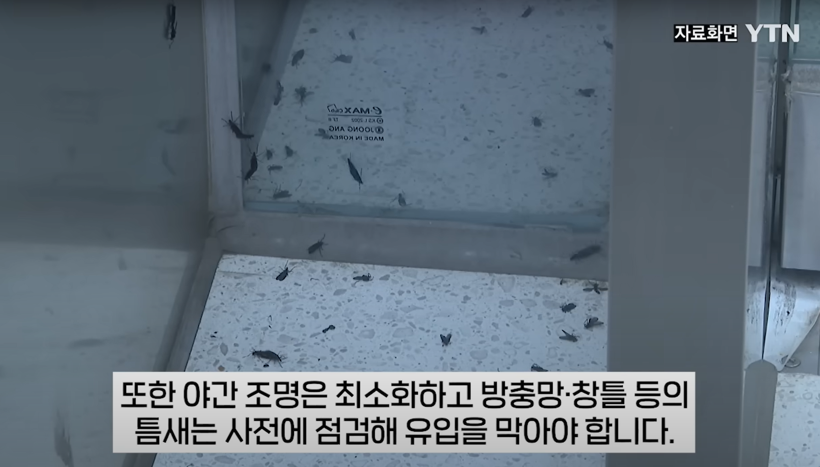 러브버그 퇴치법 총정리(출몰시기&amp;#44; 퇴치제&amp;#44; 수명)