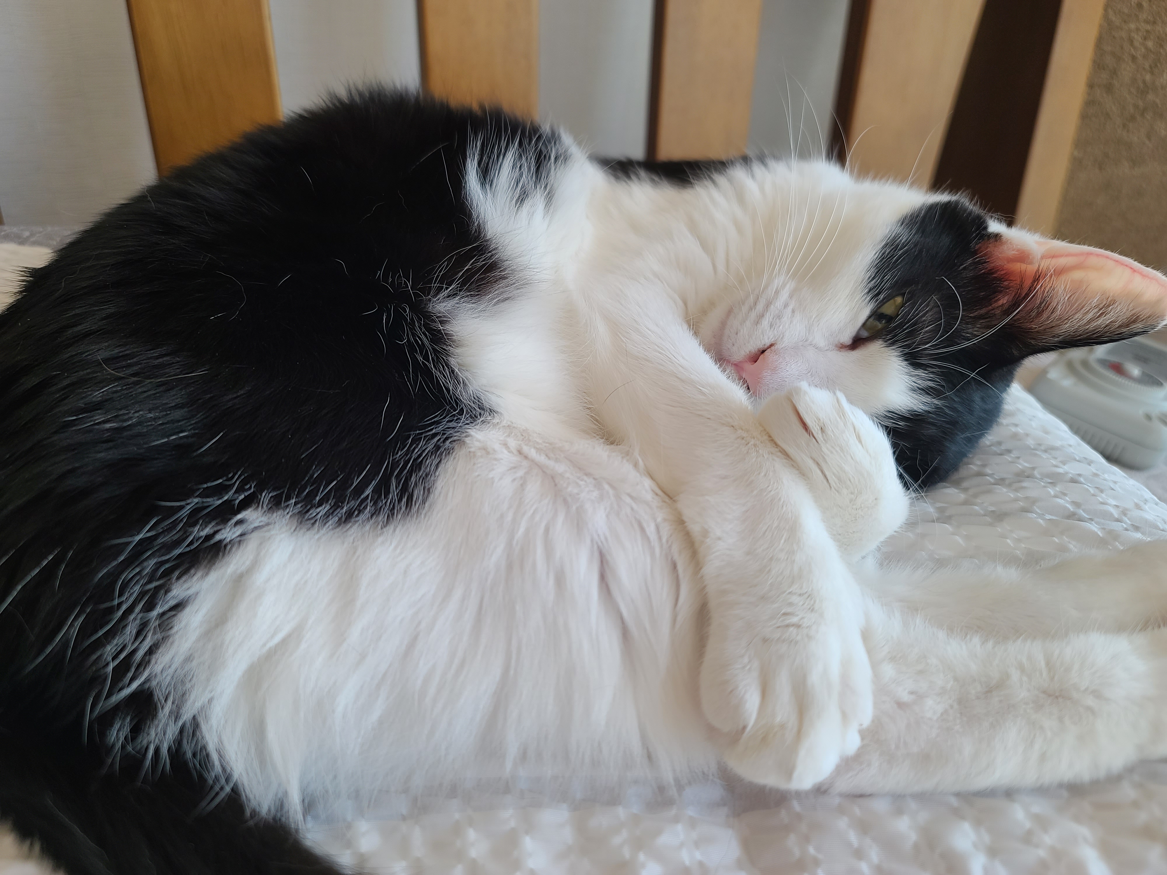 이른 새벽...엄마껌딱지 호야의 너무 사랑스런 애교(feat.젖소냥이 두리)