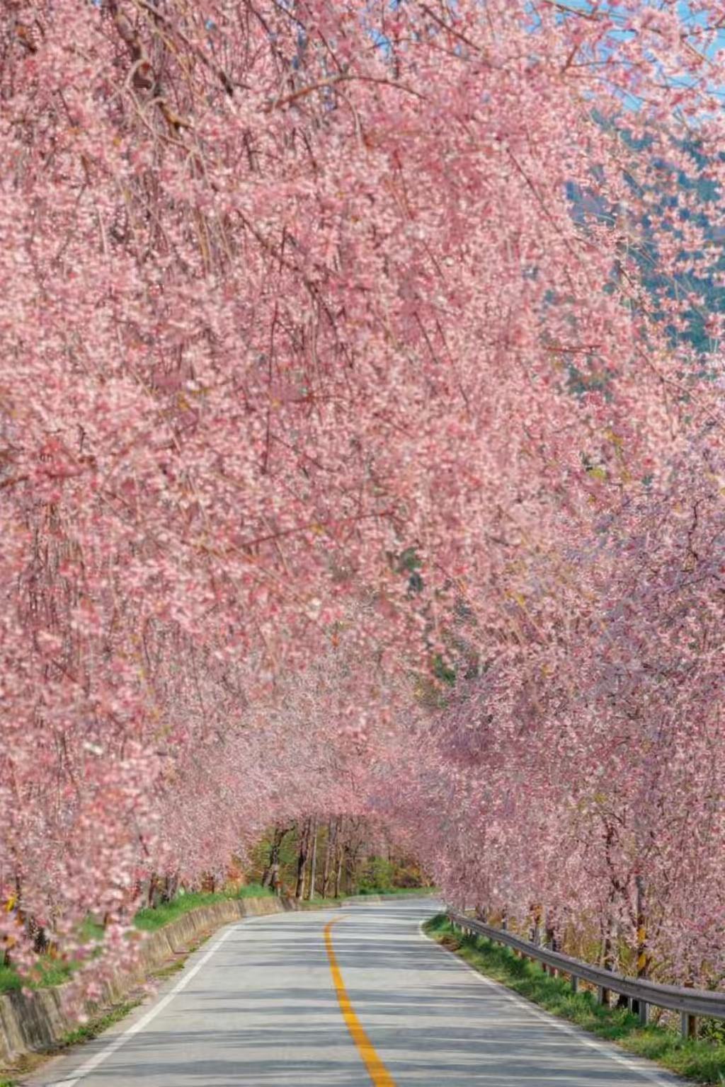 올봄 SNS 난리 난 거창 병곡마을 외 전국 벚꽃 명소 BEST 7 관련사진