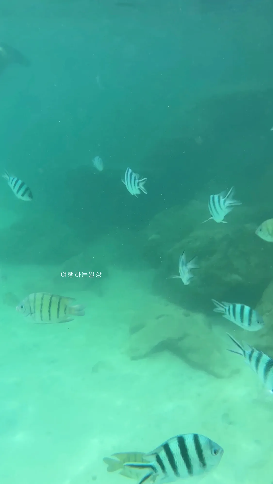 10월-부모님-모시고-나트랑-여행-아미아나리조트-프라이빗비치-스노클링-추천,물고기-먹이,수영복-꿀팁