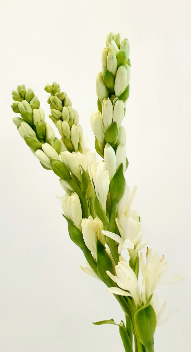 튜베로즈구근,튜베로즈구근 심는법,튜베로즈 향기,튜베로즈 구근 보관법,향기 좋은 꽃 추천,여름 꽃 재배법