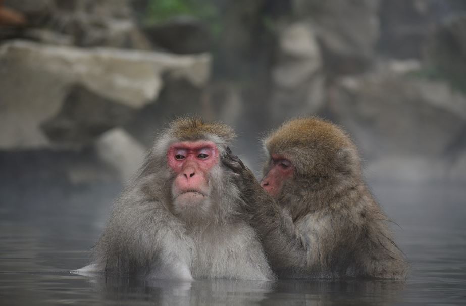 일본 온천 여행 히트쇼크 관련 사진