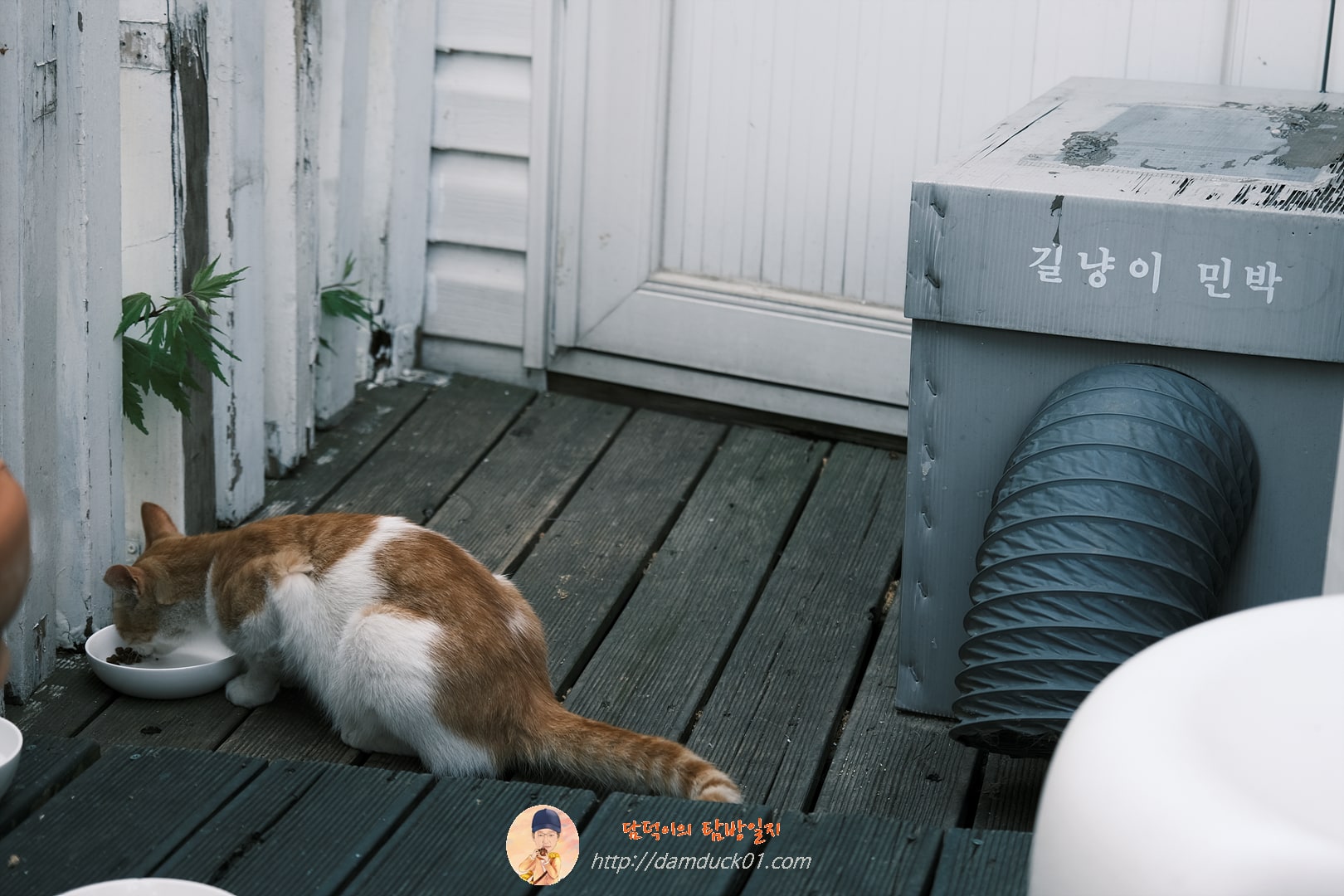 은행나무길 고양이