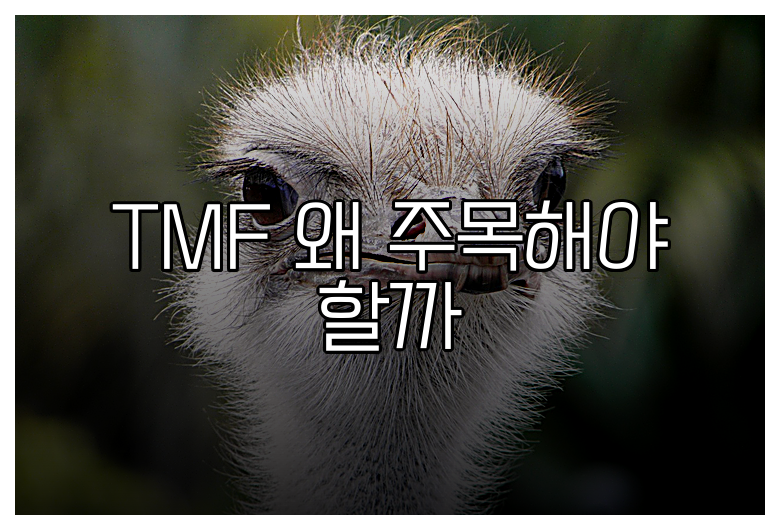 TMF 왜 주목해야 할까