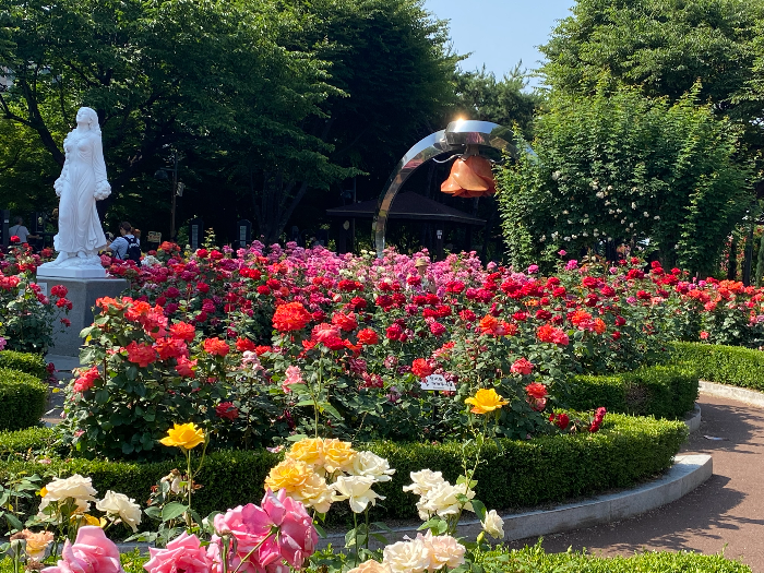 장미축제의 여러가지 장미꽃 이미지