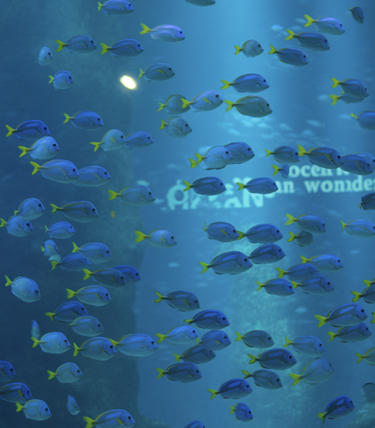 넓은 바다가 필요해요 (어항 크기)