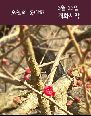 홍매화 개화시작