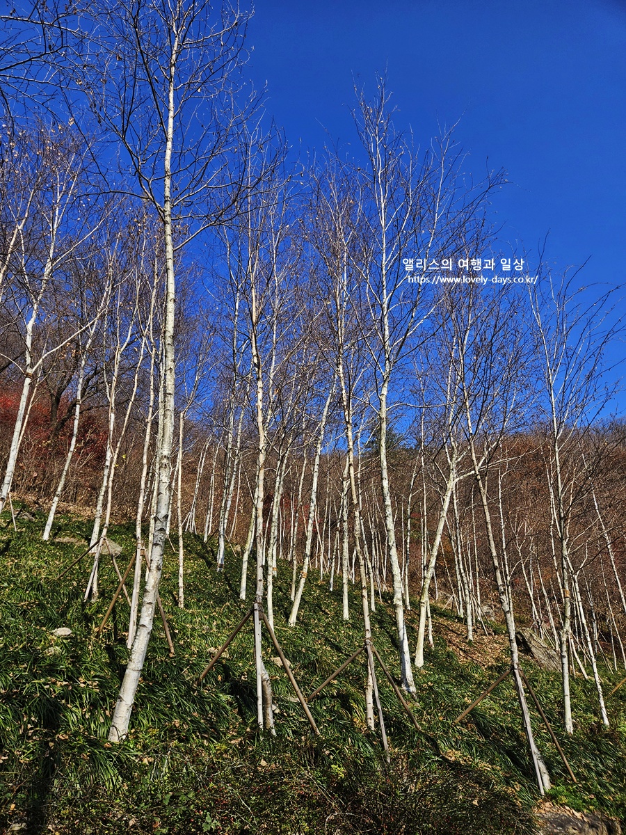 2025 화담숲 마지막 가을 단풍 화담채 분재 즐기기