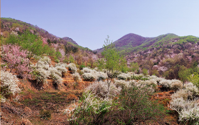 금산 보곡산골 산벚꽃 축제