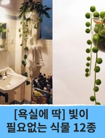 욕실 식물 추천 습도사랑 종류 물주기 환기요령 곰팡이 예방 팁_6