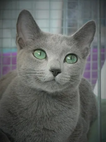 러시안블루 고양이 가격 믹스 수명 털빠짐_29