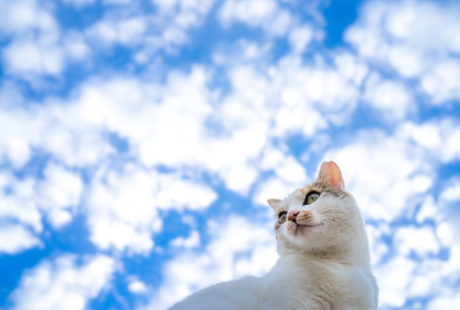 파란 하늘 아래 고양이.