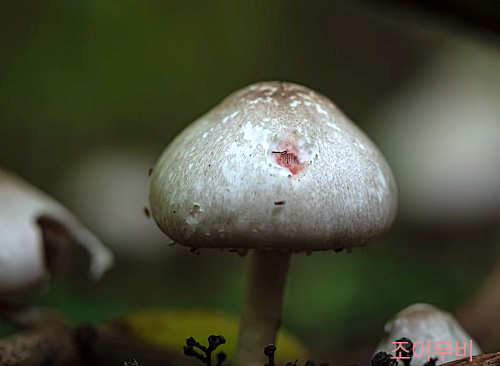 영화 곡성 초반에 등장하는 버섯 풀샷