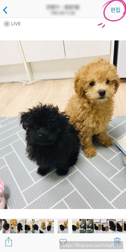 아이폰 라이브포토 움짤