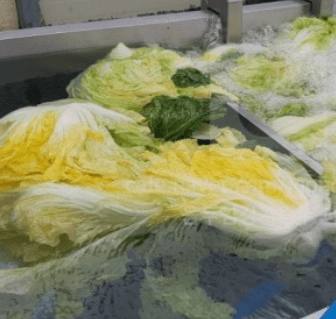 김장 배추 고르는 방법