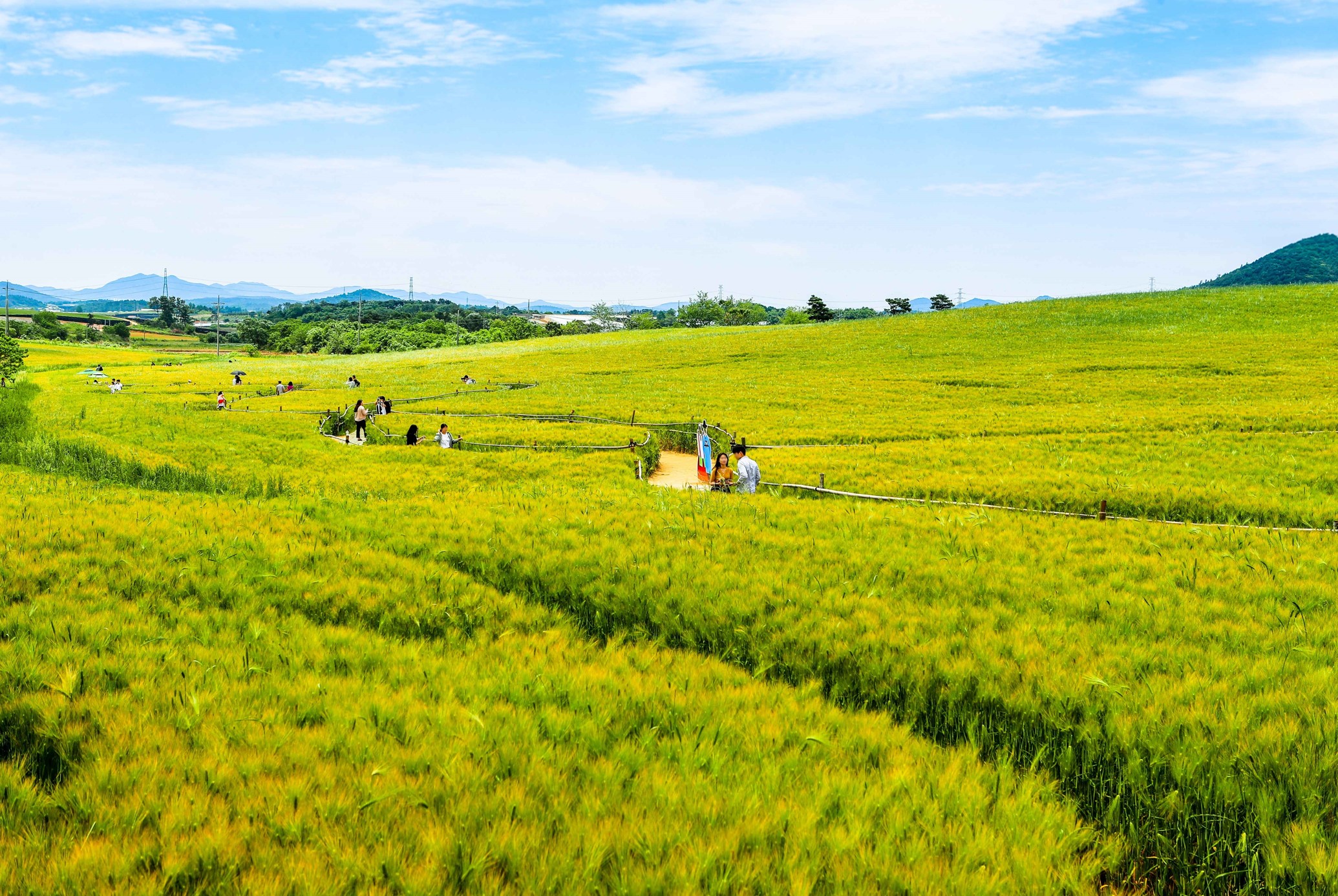 고창청보리밭축제