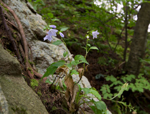 선모의 섭취 방법