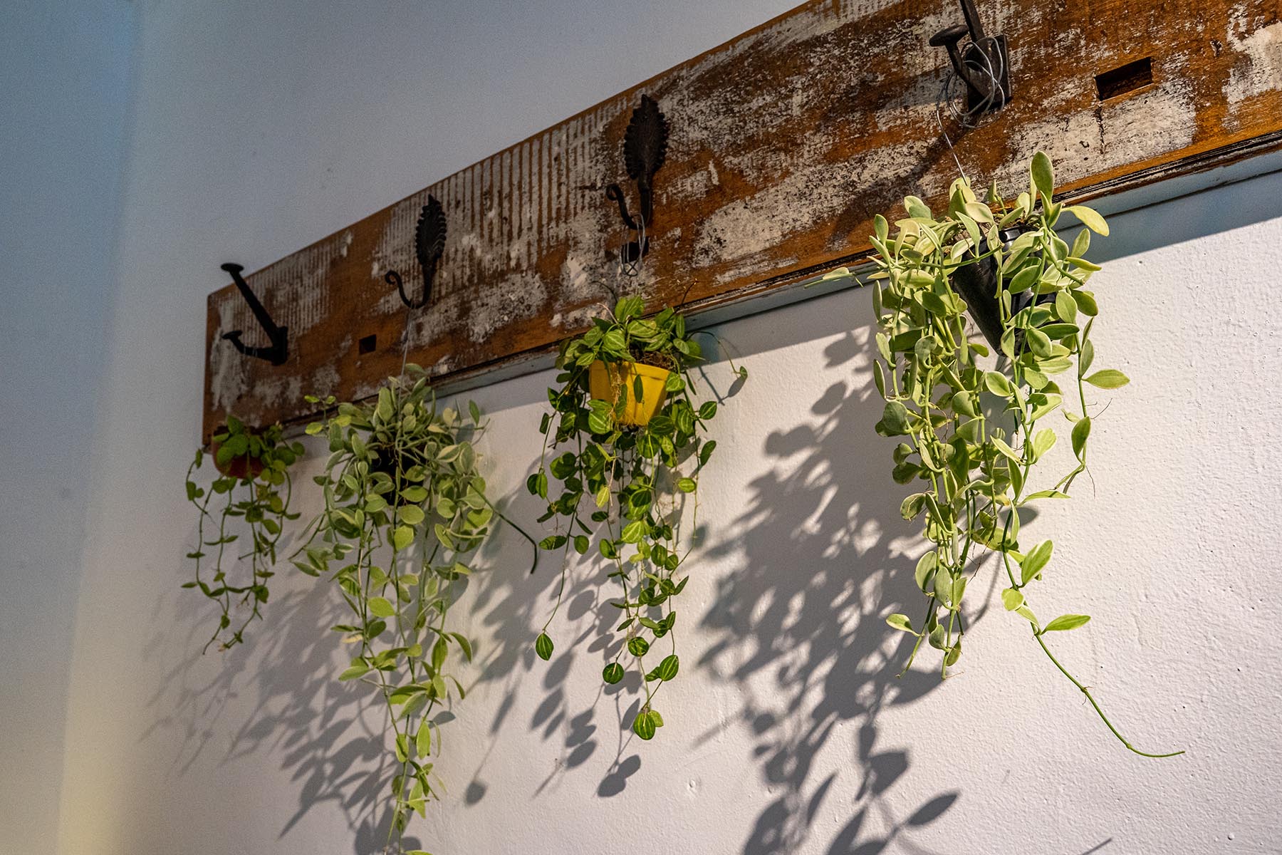 부산대 보노베리