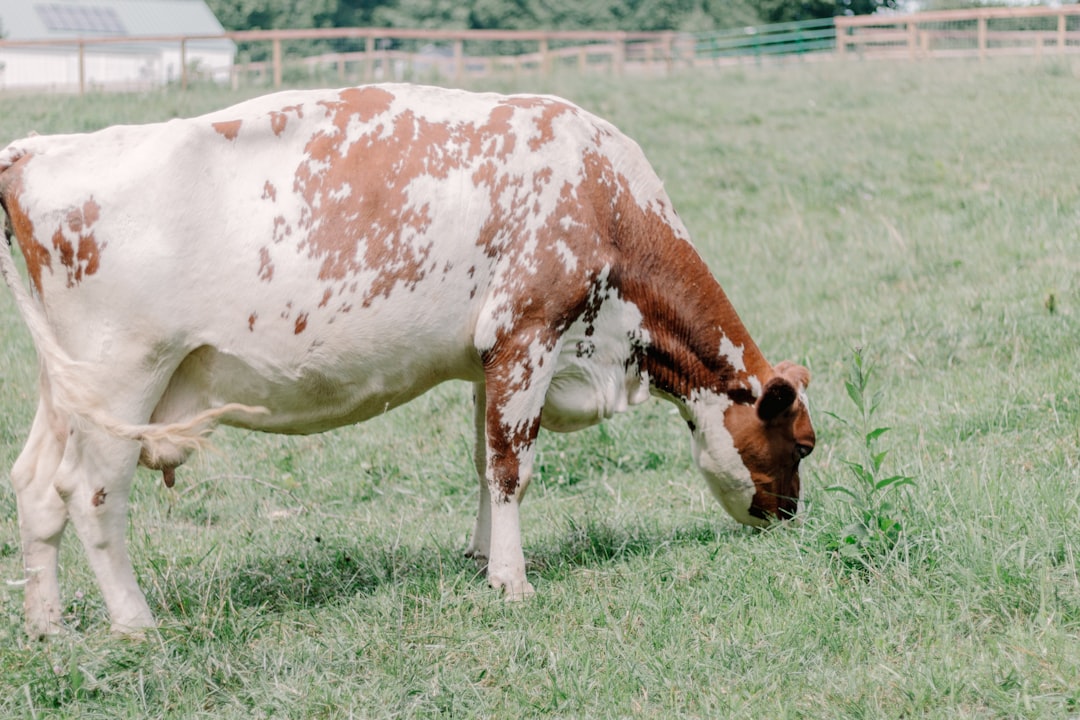 Dairy