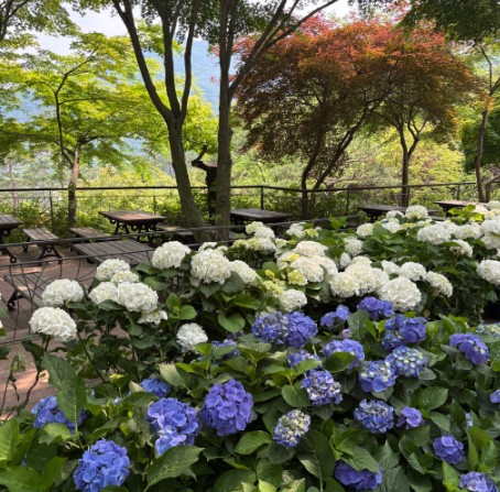 2025 화담숲 여름 수국축제&#44; 여름의 낭만을 품다!