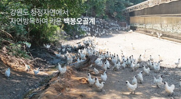백봉농장오골계