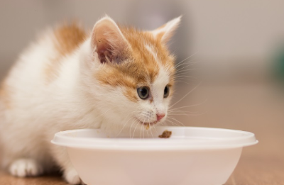 밥을 먹는 아기 고양이