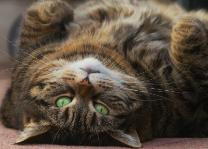 위를 보고 누워 있는 비만 기미가 있는 고양이.