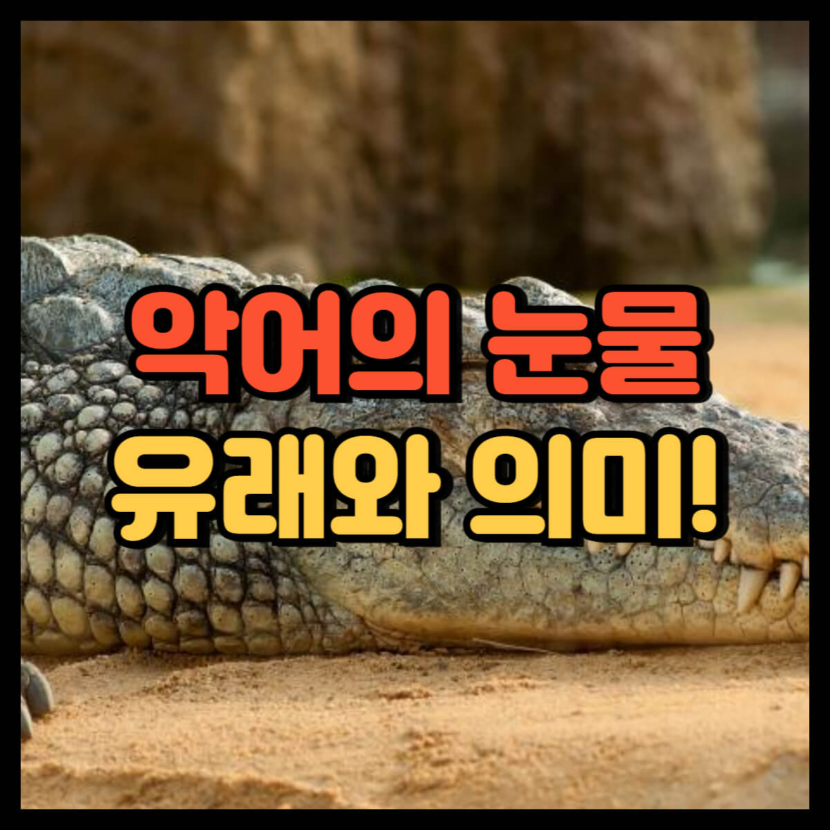 악어의 눈물