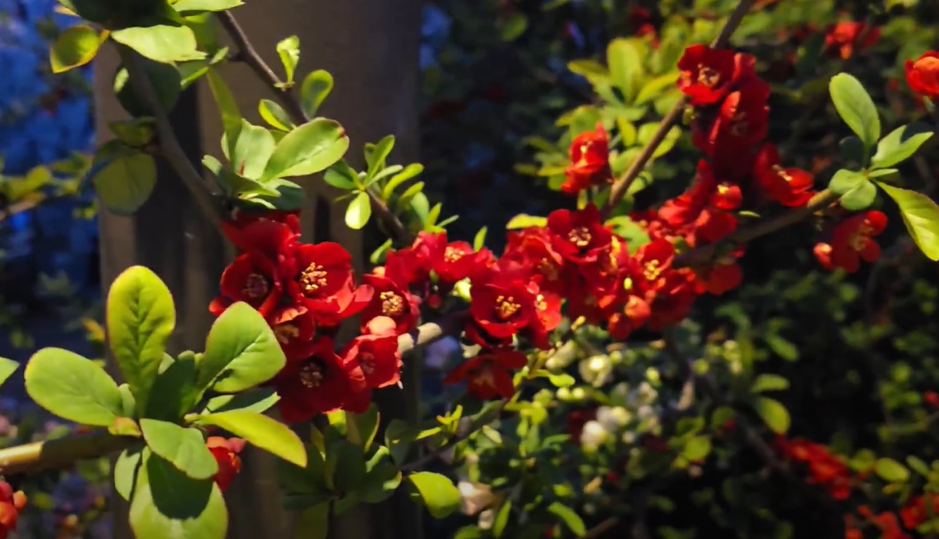 여의도 벚꽃 라떼와 밤산책