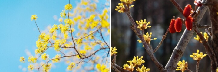 산수유