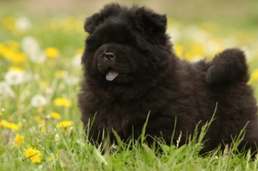 검정색 차우차우 사진