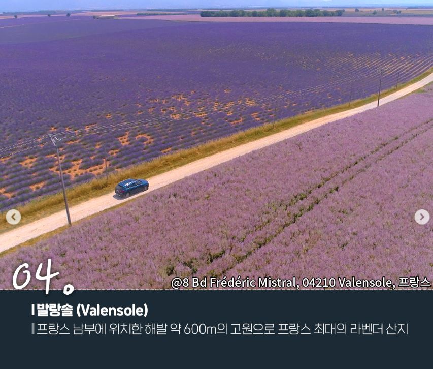 프랑스남부 발랑솔 라벤더산지